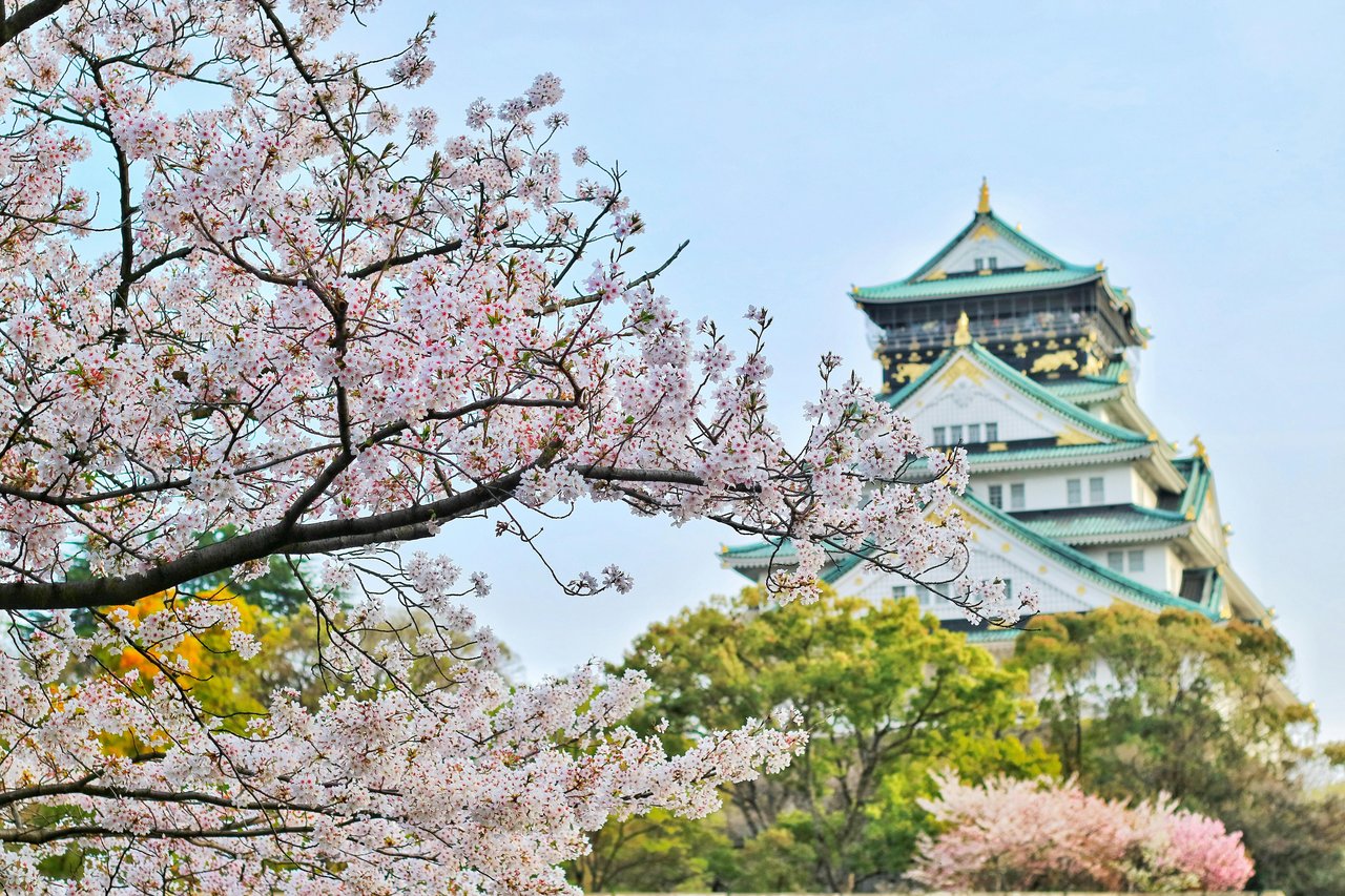 Blossoming cherry tree in front of Chinese pagoda